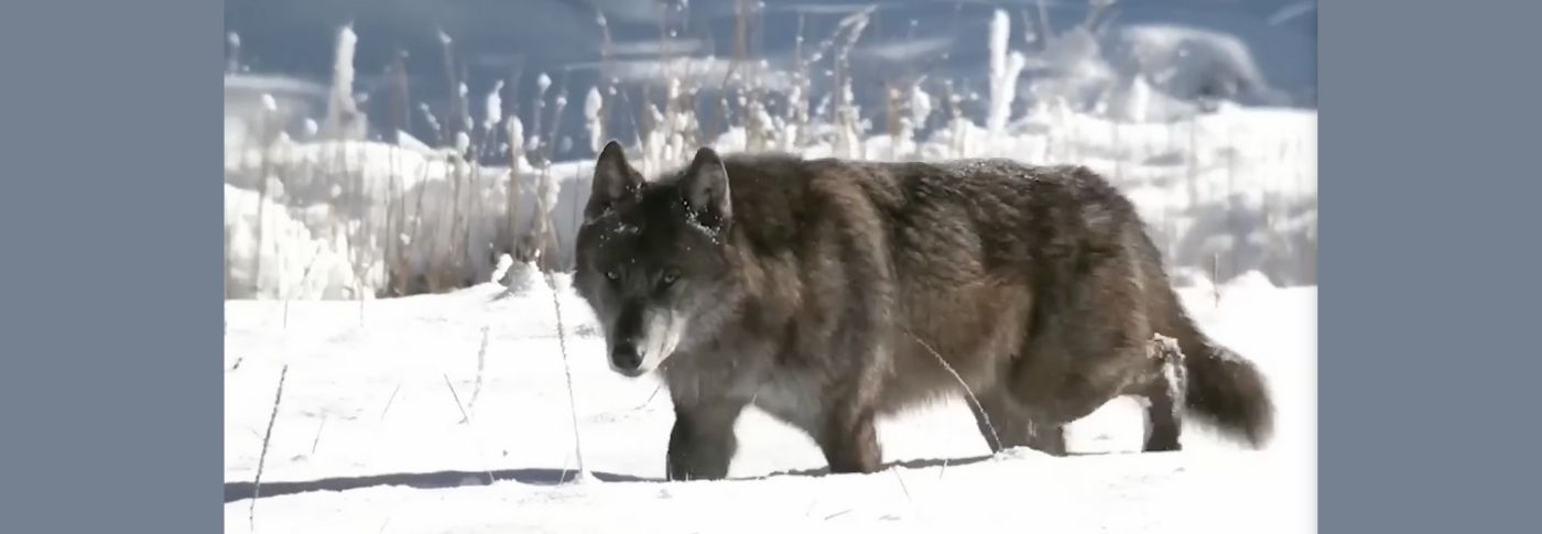 Scientists Work to Decode Wolf Howls in Yellowstone Using AI Amid Privacy Concerns for Park Goers